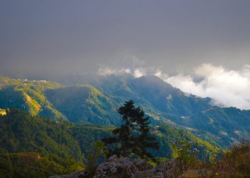 Seminario sobre bosques nubosos