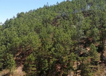 Municipalidad de El Chal trabaja en política forestal