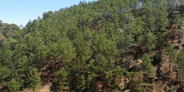 Municipalidad de El Chal trabaja en política forestal