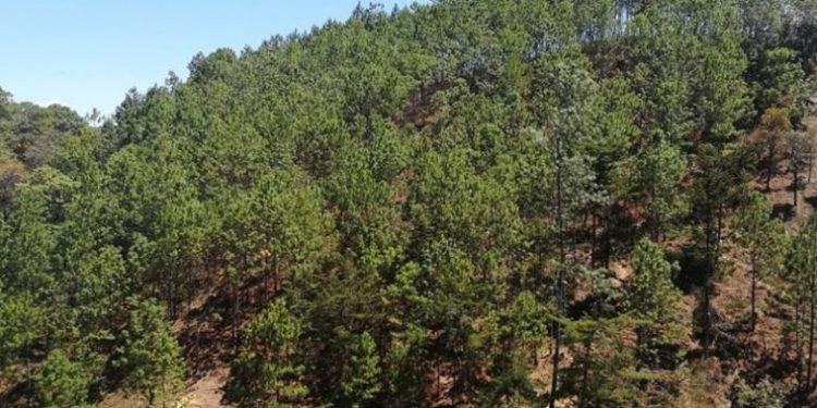 Municipalidad de El Chal trabaja en política forestal