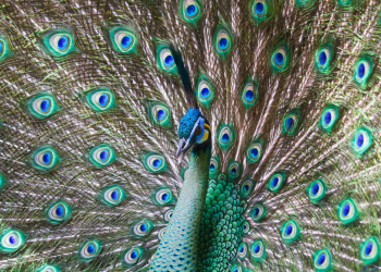 Informan sobre aumento sostenido de pavos reales verdes en Yunnan