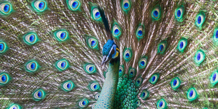 Informan sobre aumento sostenido de pavos reales verdes en Yunnan