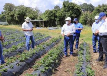 MAGA busca beneficiar a productores con alianza entre sector público y privado
