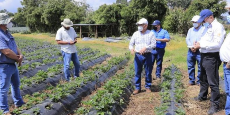MAGA busca beneficiar a productores con alianza entre sector público y privado