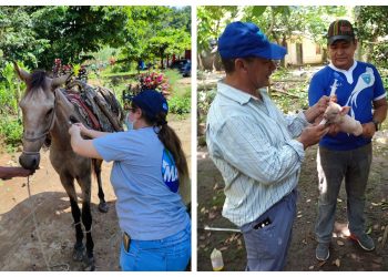 MAGA inmuniza a más de 18 mil animales en San Marcos