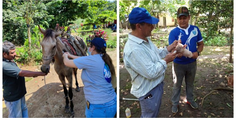 MAGA inmuniza a más de 18 mil animales en San Marcos