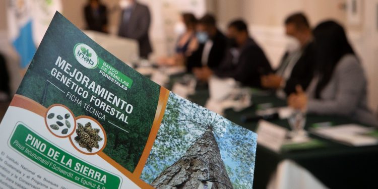 Mejoramiento genético - Inab