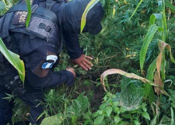 PNC erradica 18 mil 725 matas de marihuana en Huehuetenango