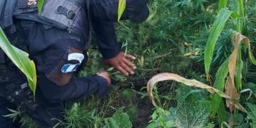 PNC erradica 18 mil 725 matas de marihuana en Huehuetenango