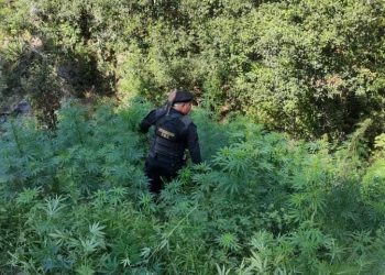 PNC erradica más de 61 mil matas de marihuana en Totonicapán