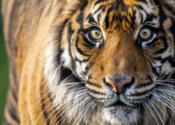 Así continúa la labor de los creadores de vacuna contra COVID-19 para animales