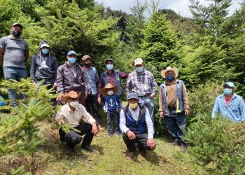 Inab promueve plantación y conservación del pinabete