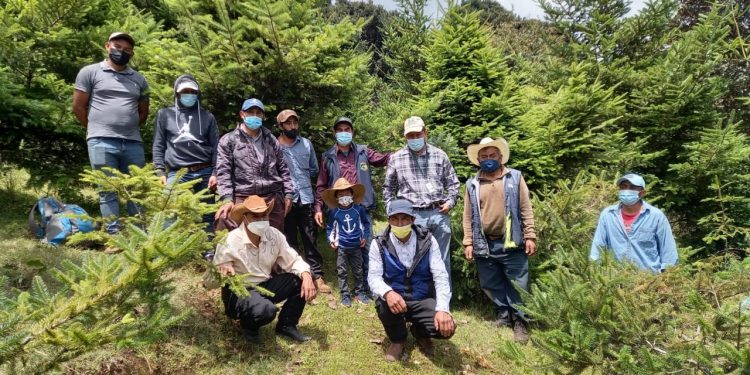 Inab promueve plantación y conservación del pinabete