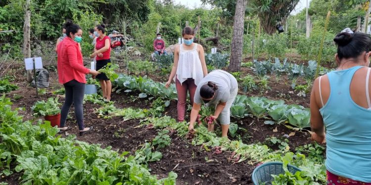 Huerto comunal refuerza seguridad alimentaria en Agua Blanca