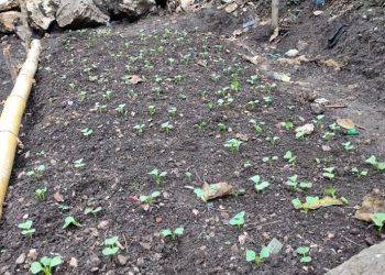 MAGA facilita acceso a alimentos en área rural de Cuilco