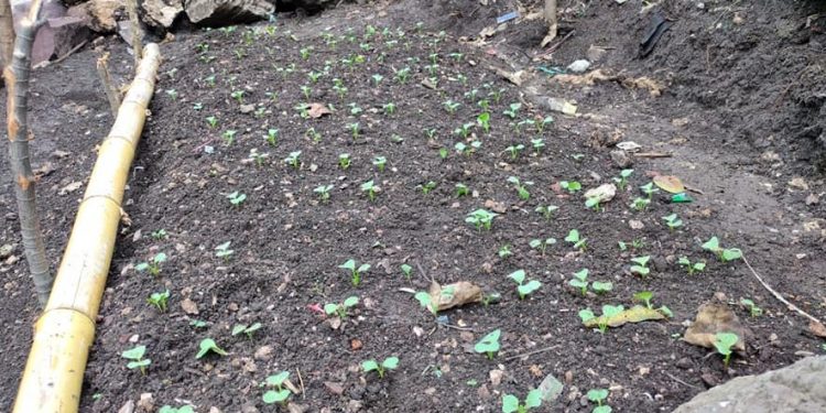 MAGA facilita acceso a alimentos en área rural de Cuilco