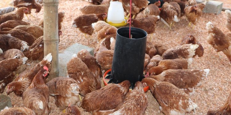 MAGA refuerza alimentación y economía local con entrega de gallinas ponedoras