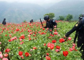 Fuerzas de seguridad confiscan 2.8 millardos de quetzales al narcotráfico