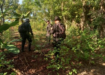 Suman 417 mil 684 matas de coca erradicadas en Petén