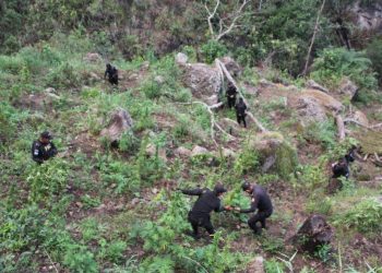 Erradican plantación de marihuana valuada en más de 4 millones de quetzales