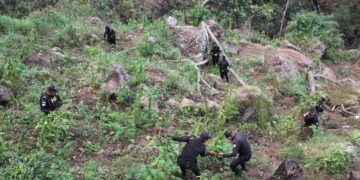 Erradican plantación de marihuana valuada en más de 4 millones de quetzales