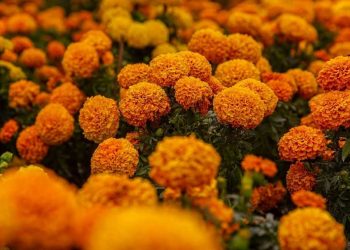 Capital mexicana prepara el Día de Muertos con miles de flores de cempasúchil