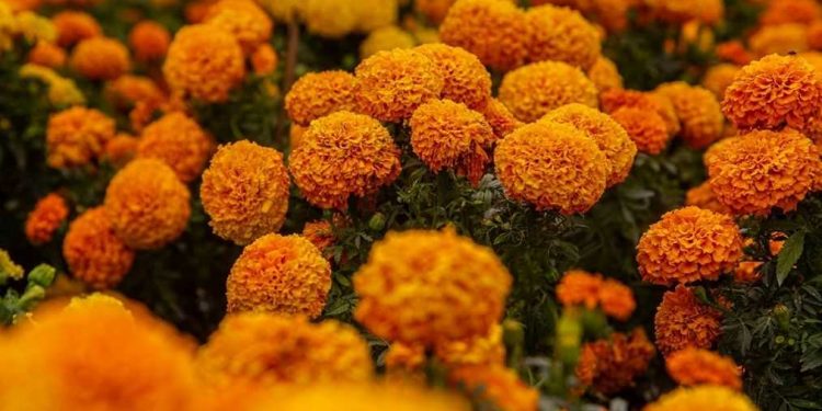 Capital mexicana prepara el Día de Muertos con miles de flores de cempasúchil