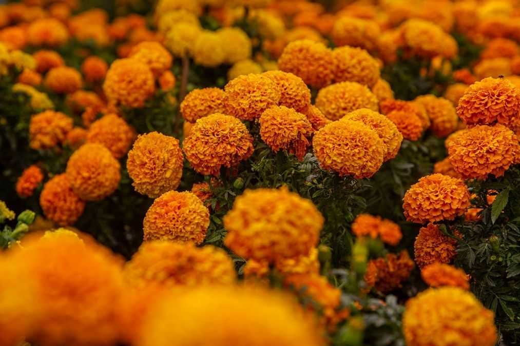 Capital mexicana prepara el Día de Muertos con miles de flores