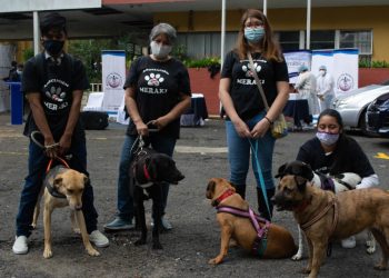 Hoy comienza la campaña de vacunación contra la rabia