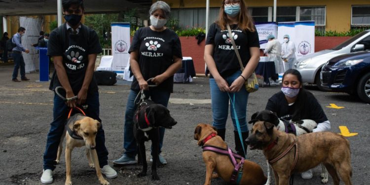 Hoy comienza la campaña de vacunación contra la rabia