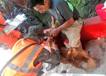 Avanza campaña de vacunación contra la rabia en el territorio