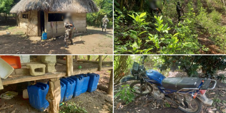 Soldados localizan plantaciones de coca y narcolaboratorio en Petén