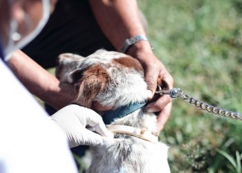 Salud busca vacunar a más de 271 mil mascotas para prevenir la rabia en Alta Verapaz