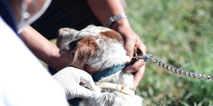 Salud busca vacunar a más de 271 mil mascotas para prevenir la rabia en Alta Verapaz