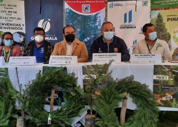 Promueven conservación y comercio legal del pinabete en Sololá