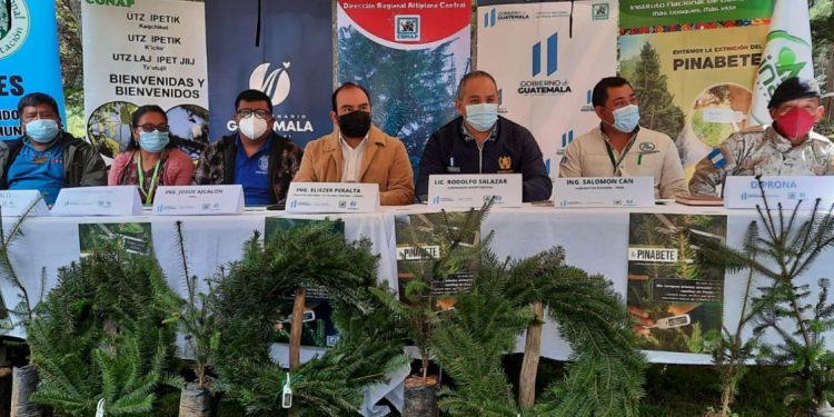 Promueven conservación y comercio legal del pinabete en Sololá