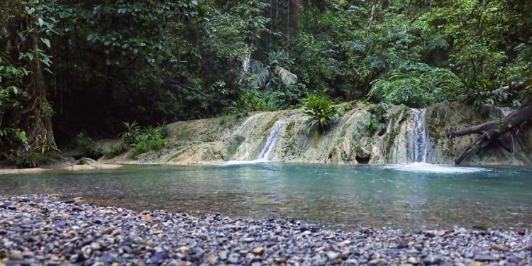 Aspecto de área protegida de Punta de Manabique, Izabal