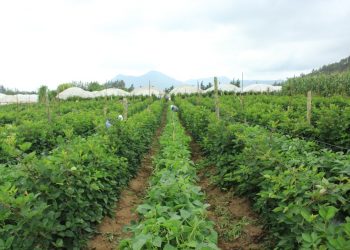 Plantaciones en Guatemala.