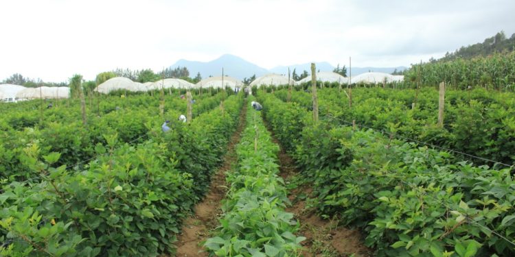 Plantaciones en Guatemala.
