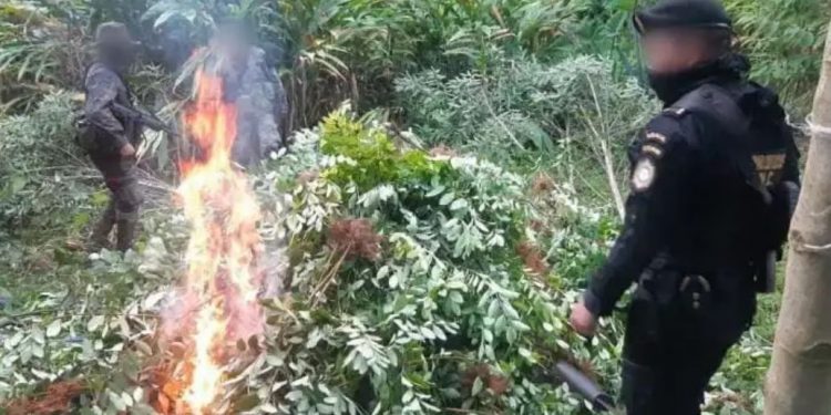 Erradican más de 270 mil arbustos de coca en Livingston, Izabal