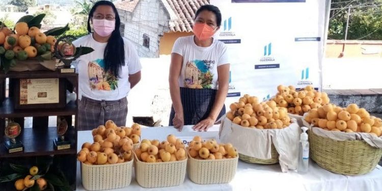 San Juan del Obispo celebrará novena edición del Festival del Níspero