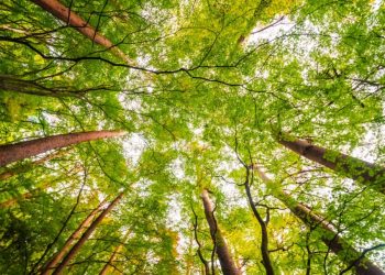 Se beneficia a más de 46 mil familias con pago de incentivos forestales