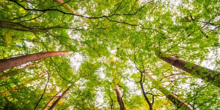 Se beneficia a más de 46 mil familias con pago de incentivos forestales