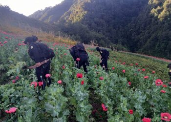 PNC ejecuta erradicación de cultivos ilícitos en San Marcos