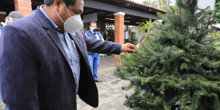 Inauguran ferias del pinabete 2021