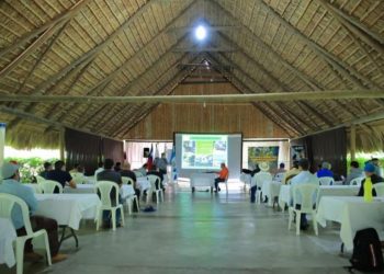 MAGA busca prevenir ingreso de hongo que afecta al banano y plátano