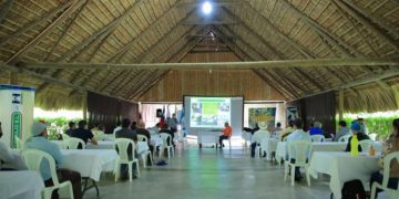 MAGA busca prevenir ingreso de hongo que afecta al banano y plátano
