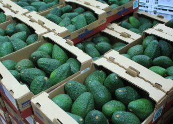 Guatemala es sede del IV Congreso Latinoamericano de Aguacate