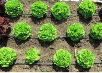 Año Internacional de las verduras y frutas