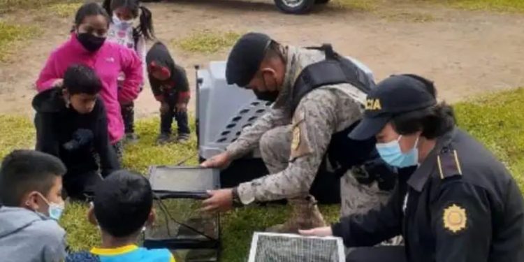 Instruyen a niños para proteger la fauna y la flora en Quetzaltenango